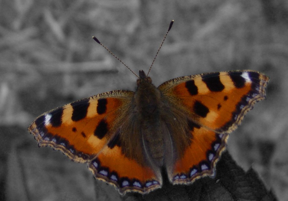 Schmetterling (Kleiner Fuchs)