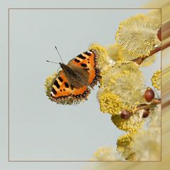 Schmetterling Kleiner Fuchs