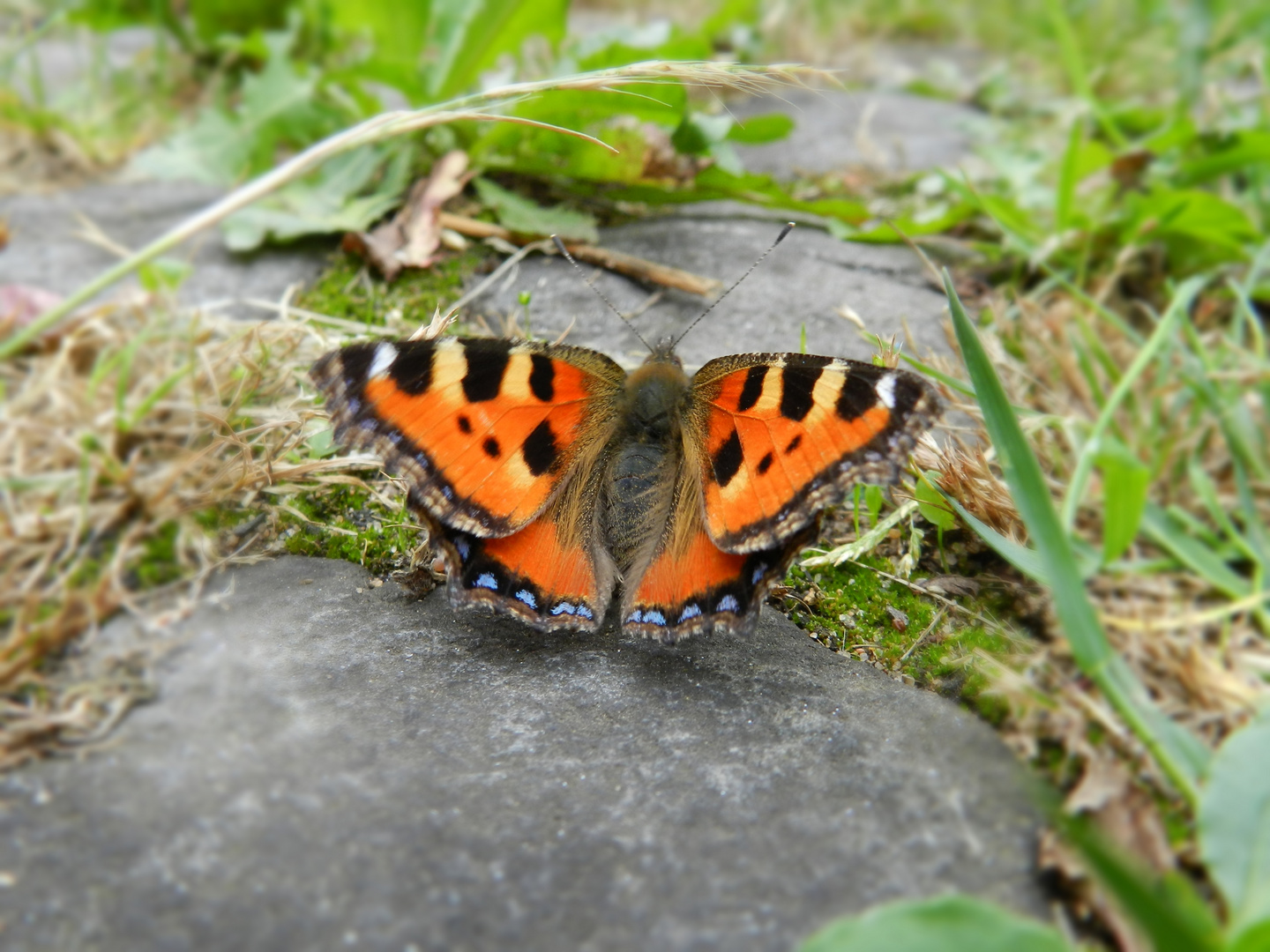 Schmetterling - kleiner Fuchs