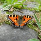 Schmetterling - kleiner Fuchs