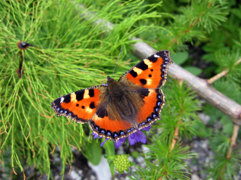 Schmetterling (kleiner Fuchs)