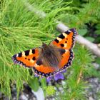 Schmetterling (kleiner Fuchs)