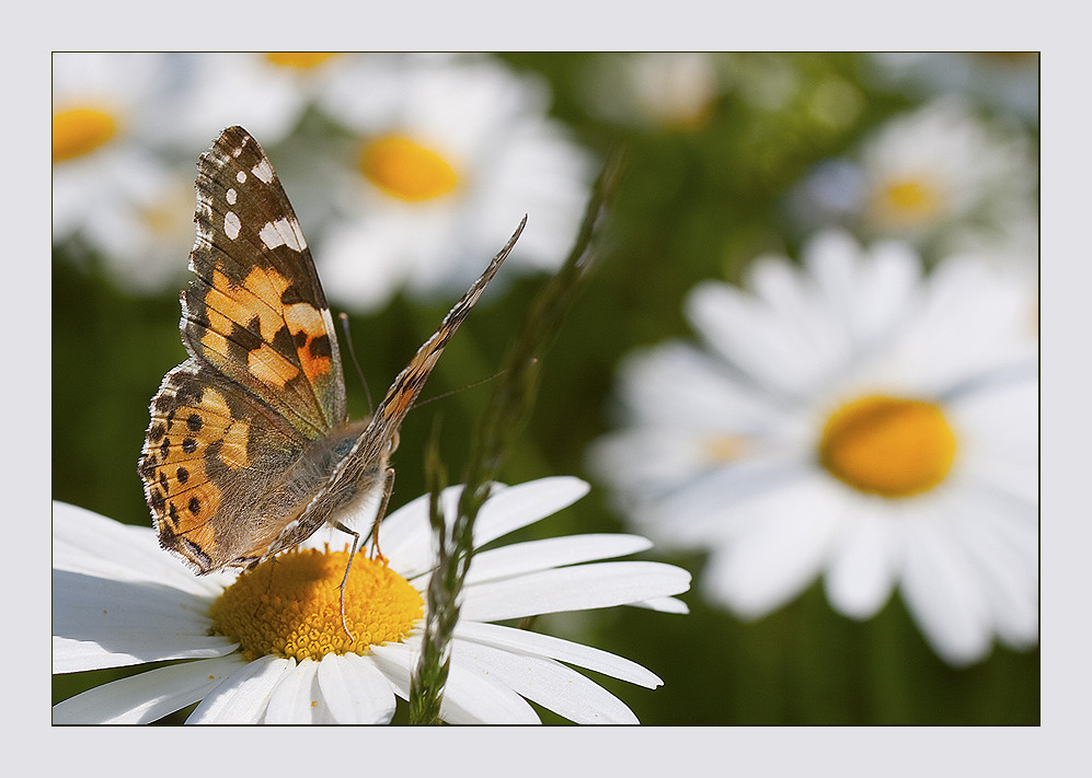 Schmetterling - kleiner Fuchs