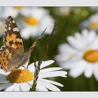 Schmetterling - kleiner Fuchs