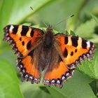 Schmetterling Kleiner Fuchs