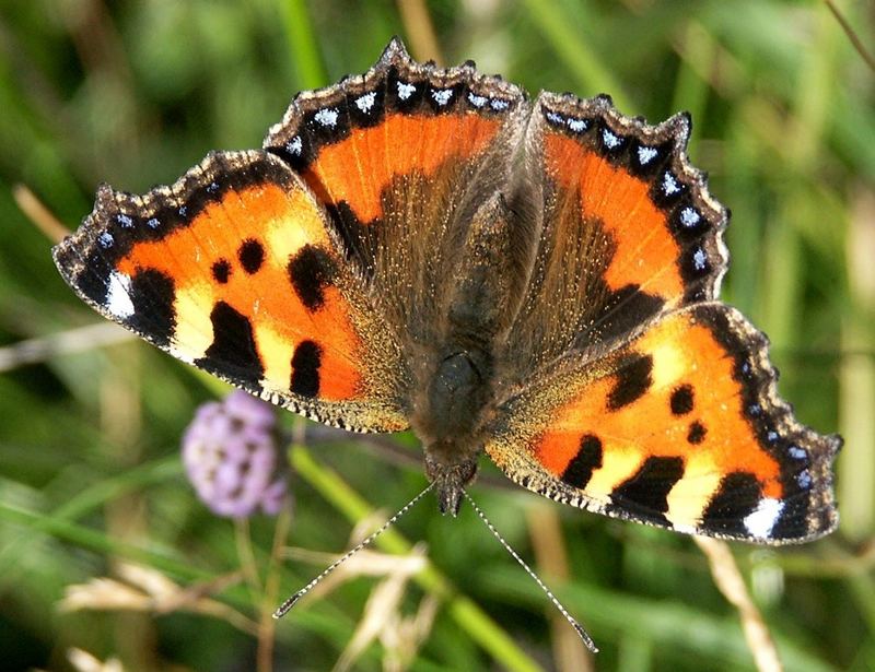 Schmetterling Kleiner Fuchs