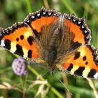 Schmetterling Kleiner Fuchs