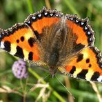 Schmetterling Kleiner Fuchs