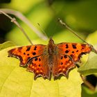 Schmetterling Kleiner Fuchs