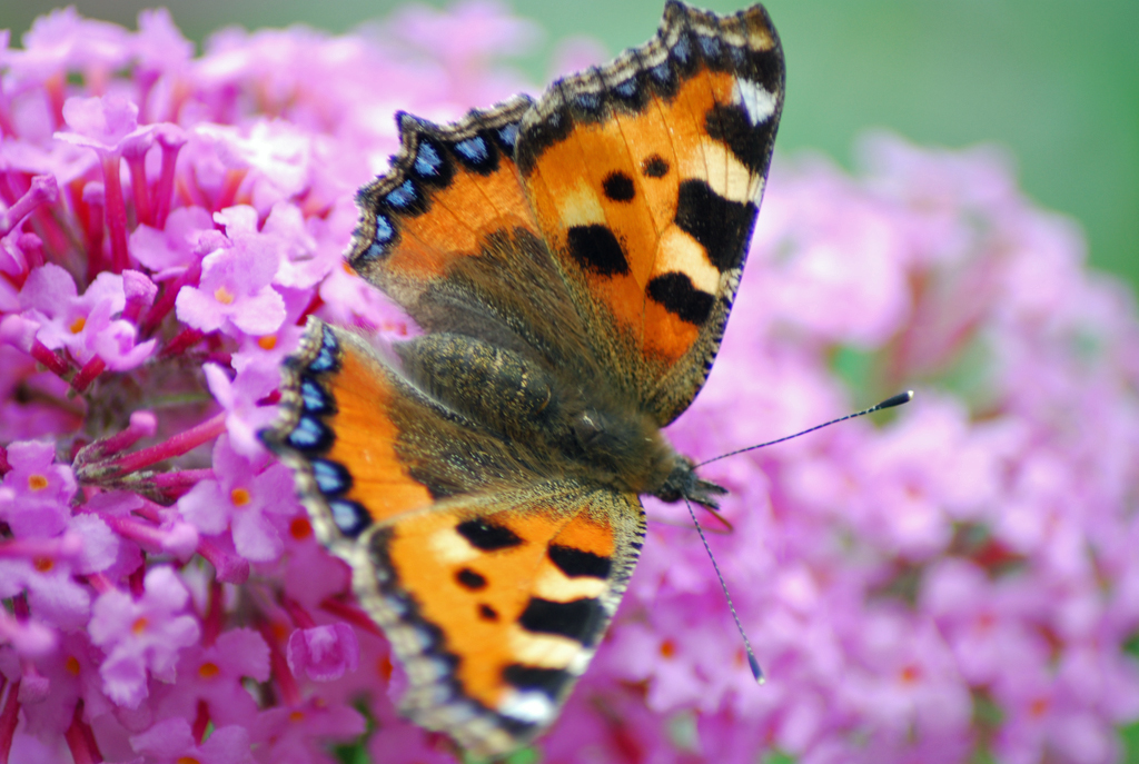 Schmetterling (kleiner Fuchs)