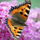 Schmetterling (kleiner Fuchs)