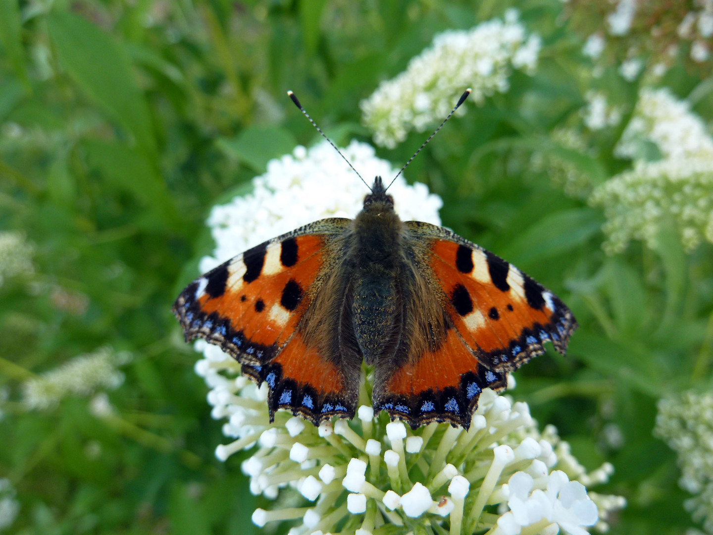 Schmetterling " Kleiner Fuchs " .....