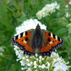 Schmetterling " Kleiner Fuchs " .....