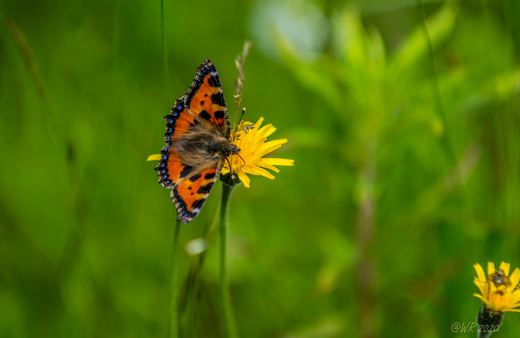 Schmetterling  kleiner Fuchs, Aglais urticae