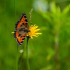 Schmetterling  kleiner Fuchs, Aglais urticae