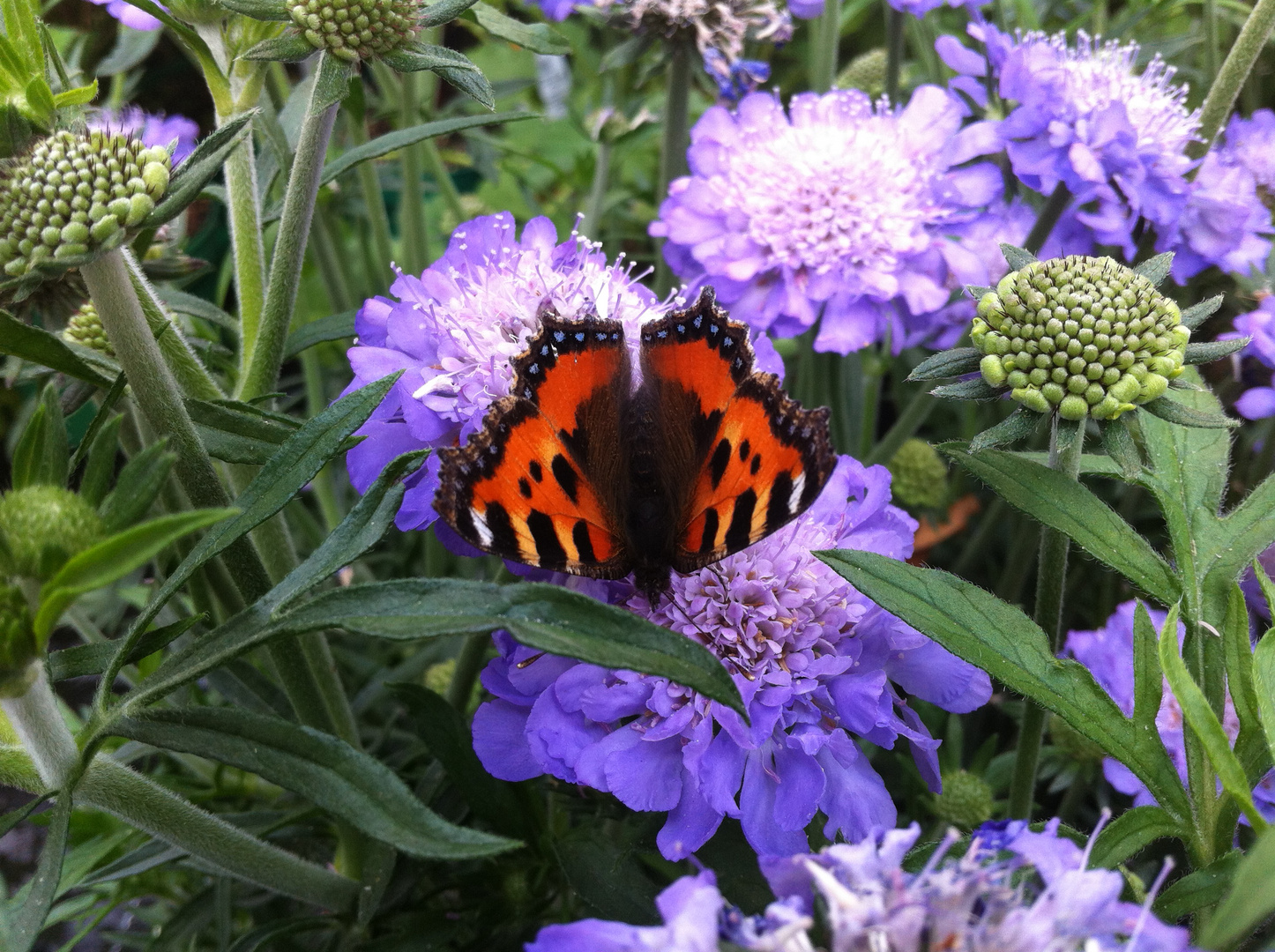 Schmetterling "Kleiner Fuchs" auf blauer Blüte.