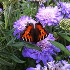 Schmetterling "Kleiner Fuchs" auf blauer Blüte.