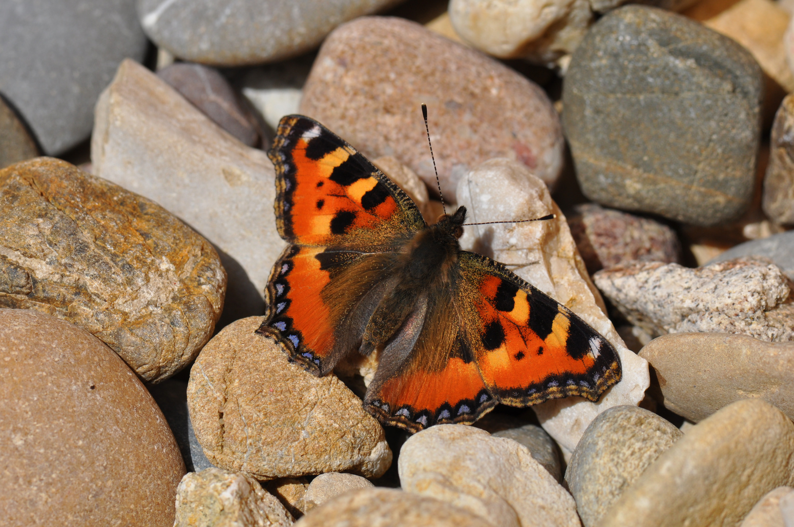 Schmetterling "kleiner Fuchs" auf Steinen