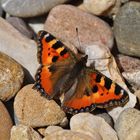 Schmetterling "kleiner Fuchs" auf Steinen