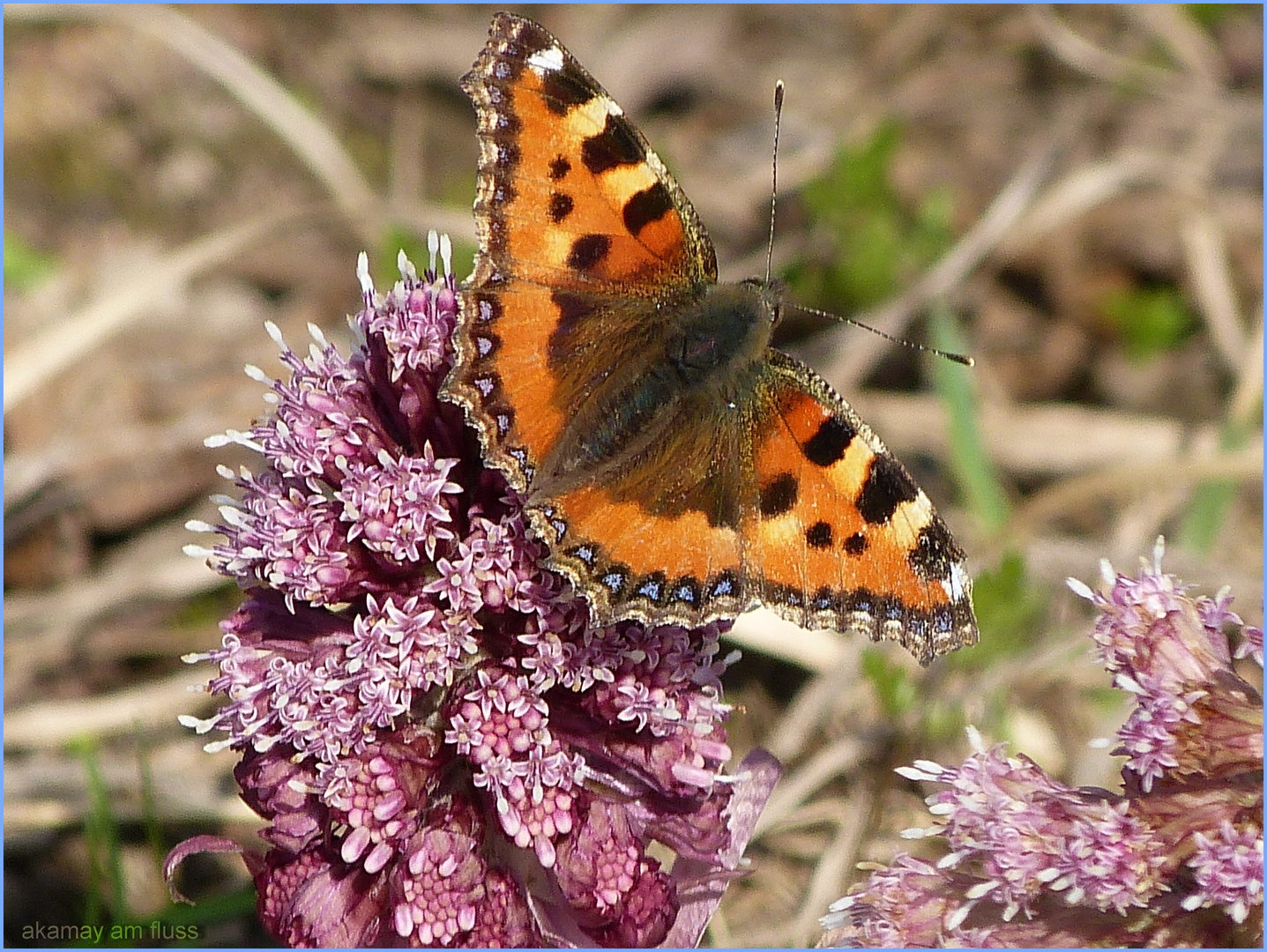 Schmetterling - Kleiner Fuchs