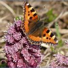 Schmetterling - Kleiner Fuchs