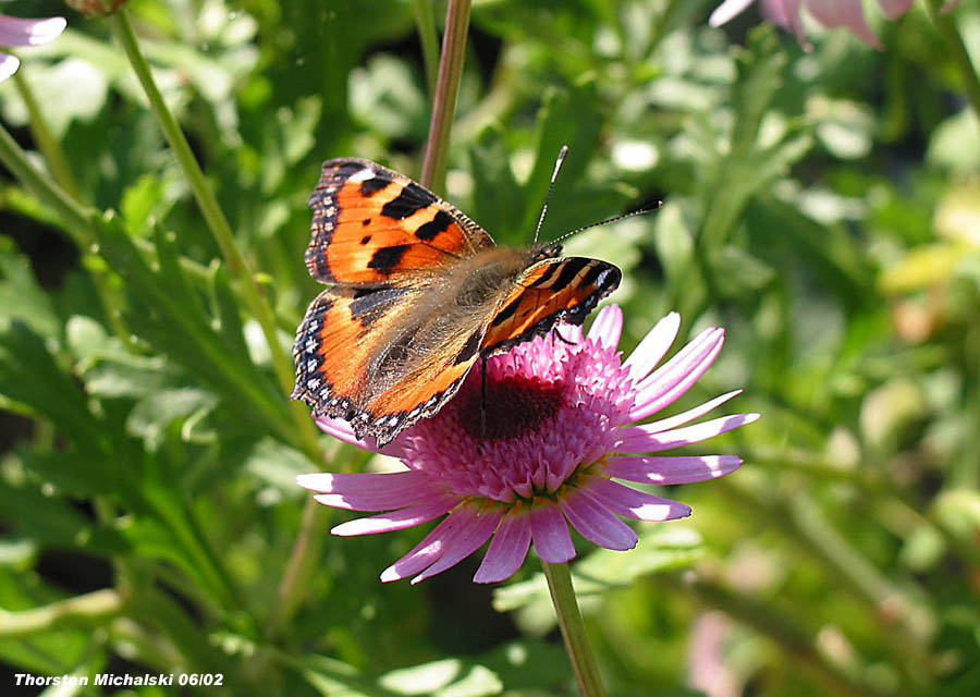 Schmetterling, Kleiner Fuchs