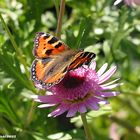 Schmetterling, Kleiner Fuchs