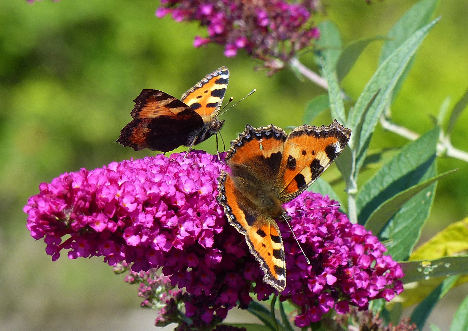 Schmetterling: kleiner Fuchs 