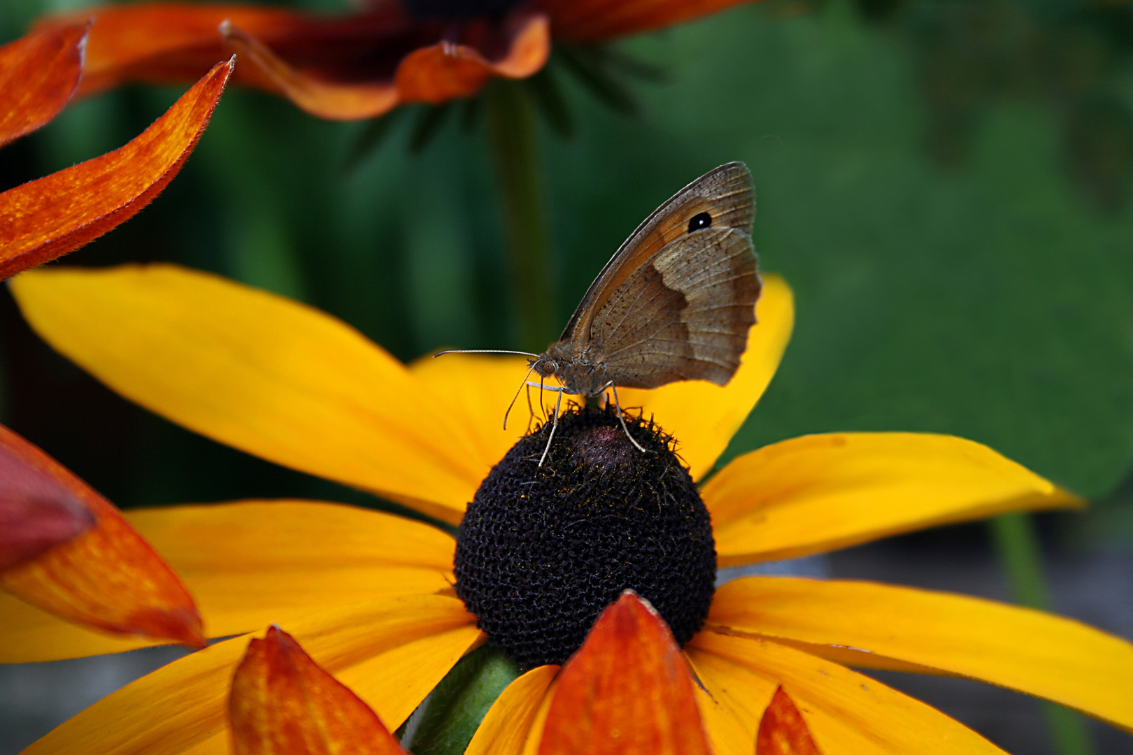 Schmetterling - Kleiner Heufalter