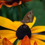 Schmetterling - Kleiner Heufalter