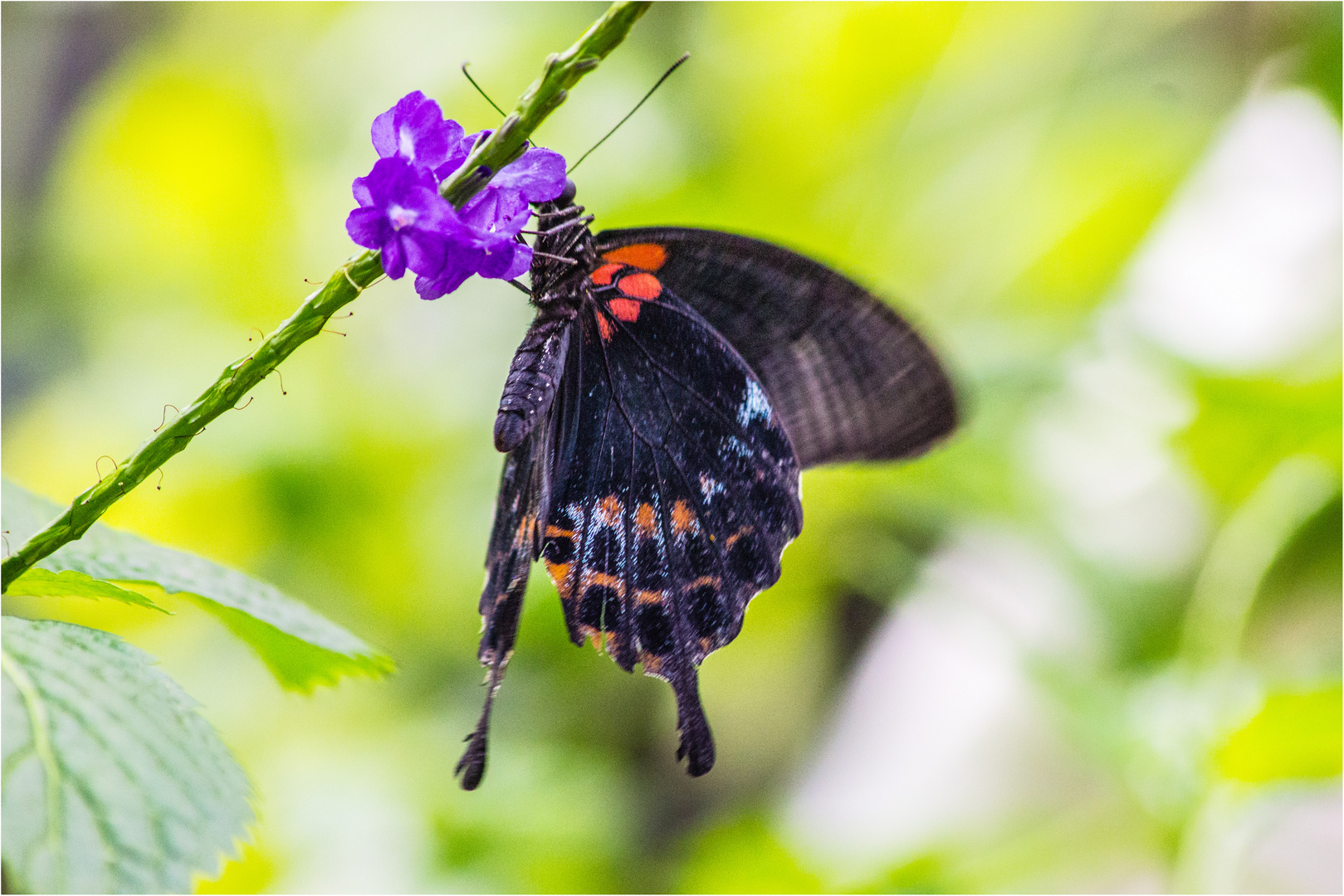 Schmetterling "Kleiner Postbote" (Heliconius erato) ?