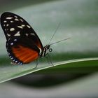 Schmetterling "Kleiner Tiger"