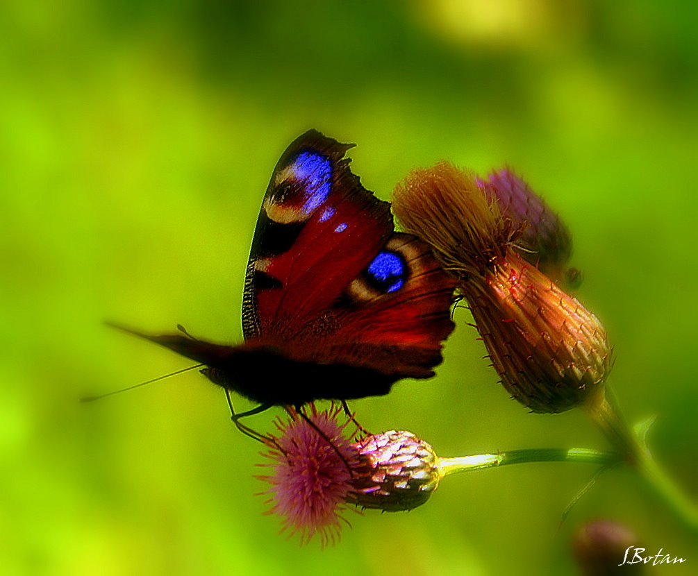 Schmetterling, kleines Ding...