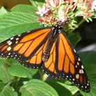 Schmetterling - kleines Ding