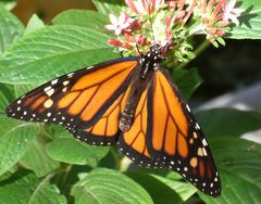 Schmetterling - kleines Ding