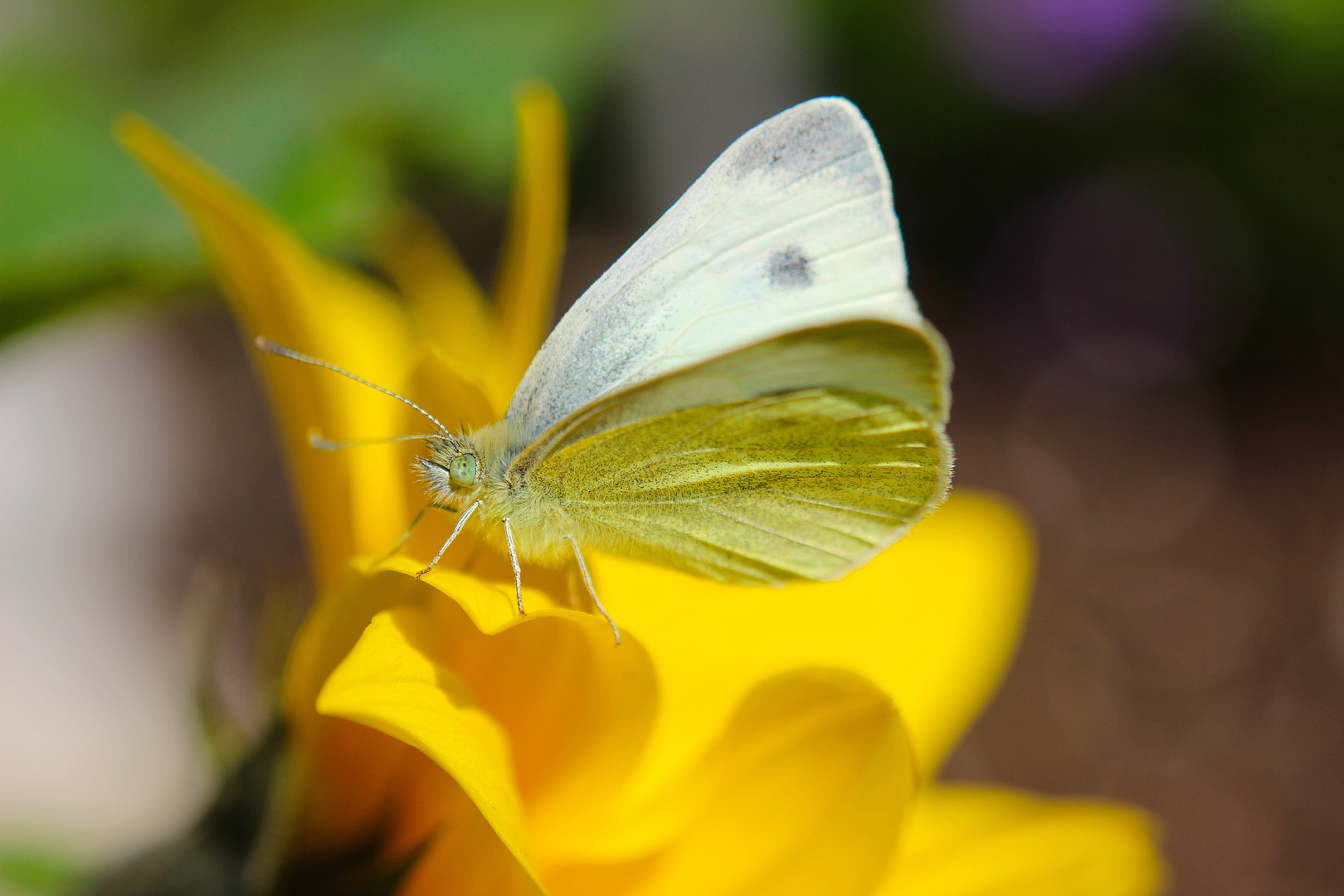 Schmetterling Kohlweißling 