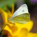 Schmetterling Kohlweißling 