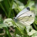 Schmetterling (Kohlweißling)