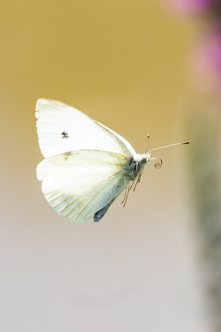 Schmetterling, Kohlweißling im Flug 