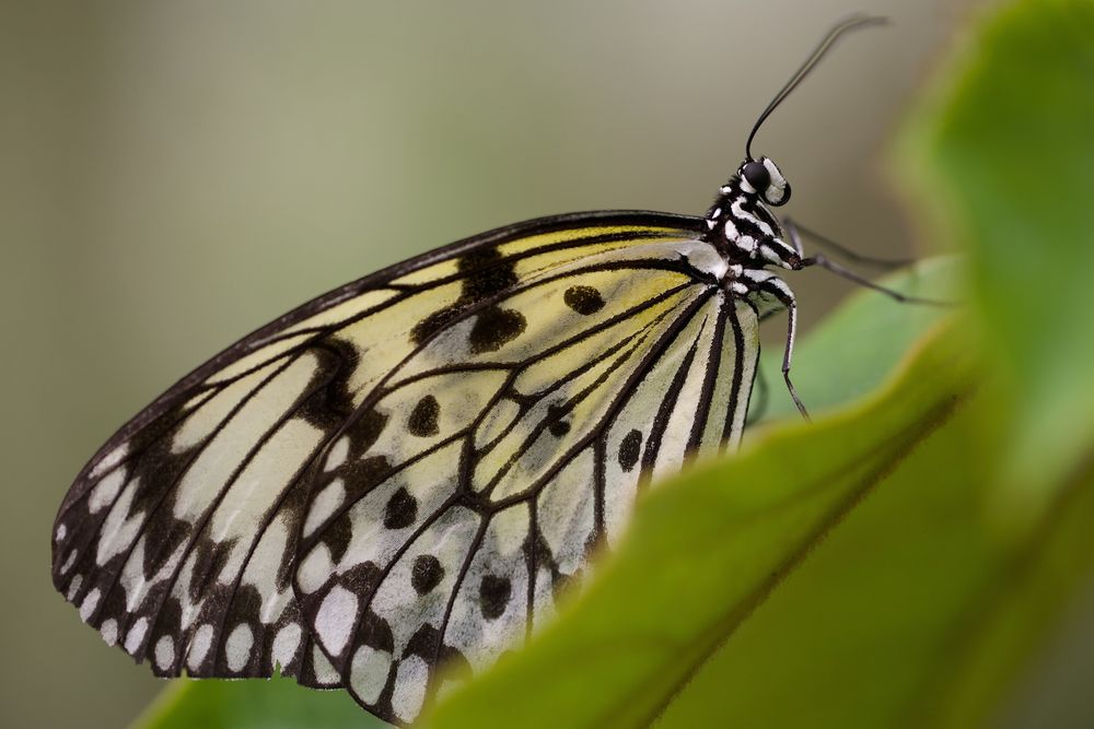 Schmetterling Kopf