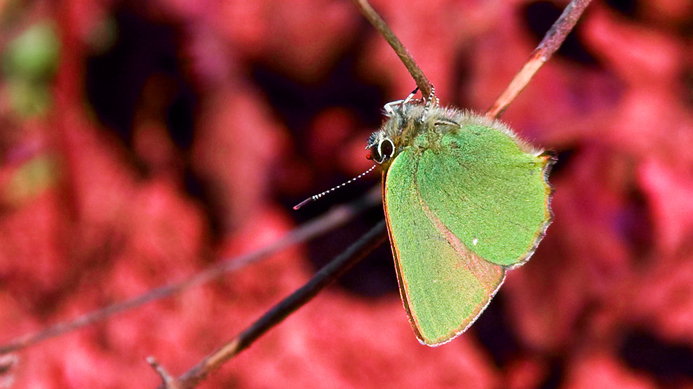 Schmetterling kopfüber (-: