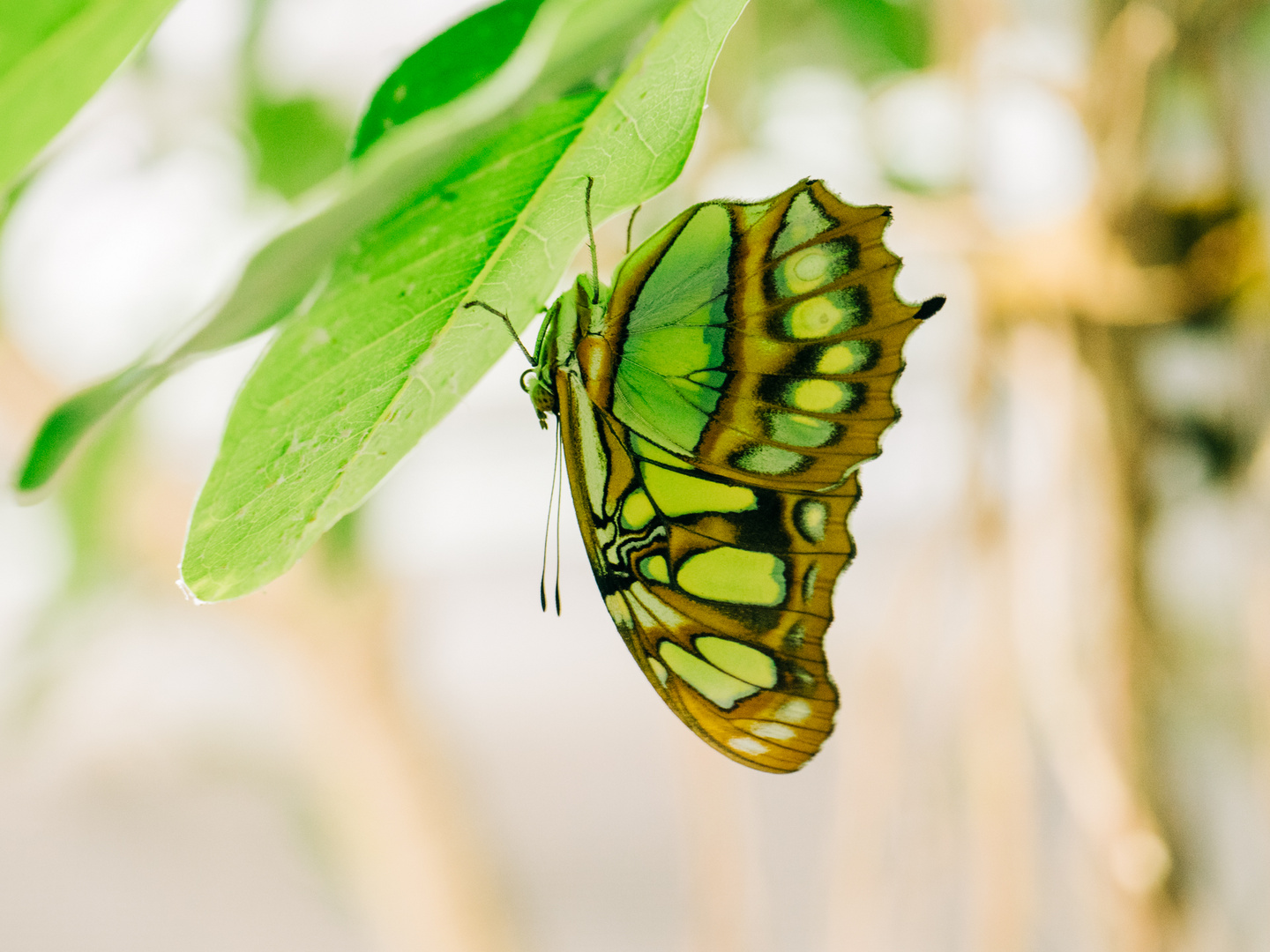 Schmetterling kopfüber Mannheim Luisenpark 2019