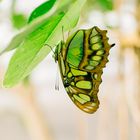 Schmetterling kopfüber Mannheim Luisenpark 2019