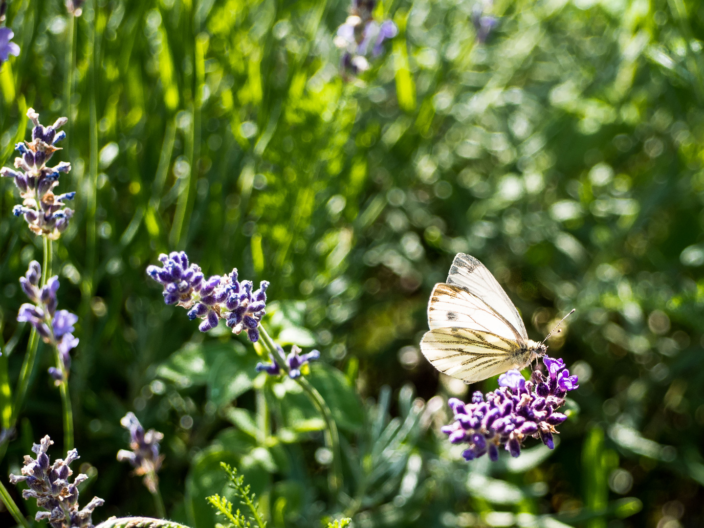 Schmetterling kostet Lavendel-Nektar