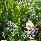 Schmetterling kostet Lavendel-Nektar