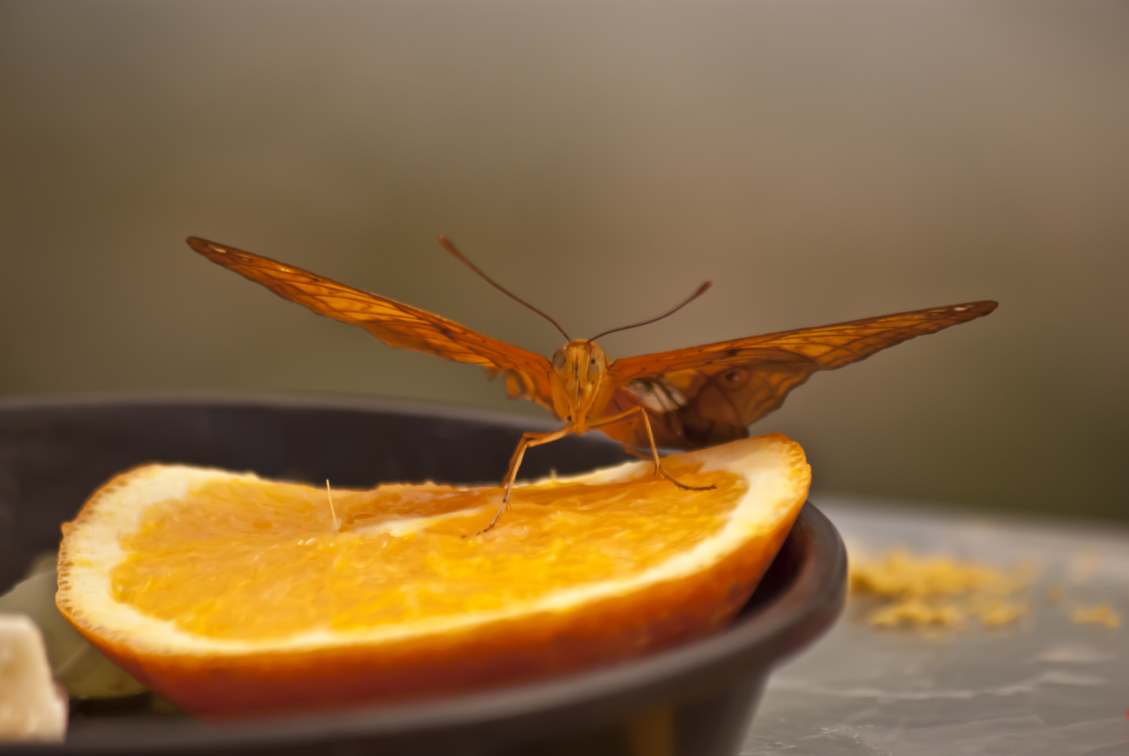 Schmetterling Krefelder Zoo