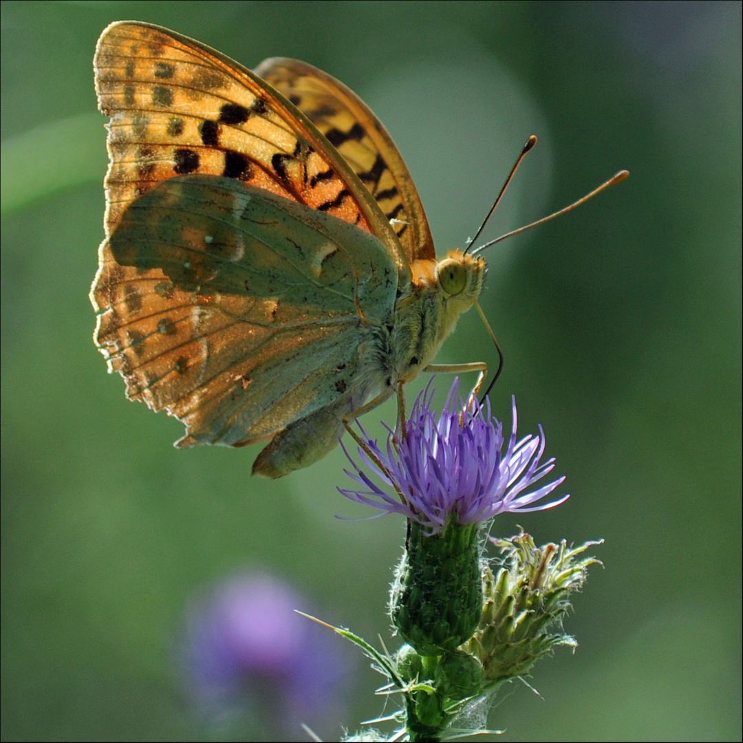 Schmetterling Krka II