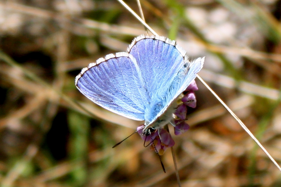 Schmetterling, Kroatien