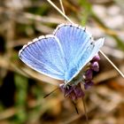 Schmetterling, Kroatien