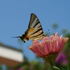 Schmetterling Kroatien Broce